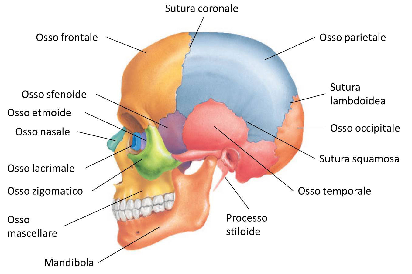 Terapia cranio sacrale